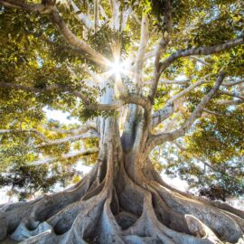 background1 | Catholic Conscience †