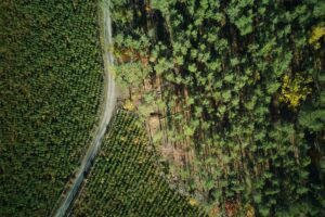 Curved road separates natural and cultivated areas Winding road distinguishes forest | Catholic Conscience †